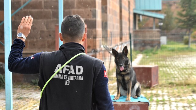 Van'da arama kurtarma köpekleri, afetlerde hayat kurtarmak için eğitiliyor