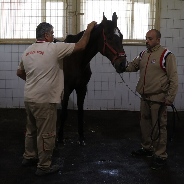 Türk atçılığının efsane aygırlarından Victory Gallop, emekliliğini İzmit'te...