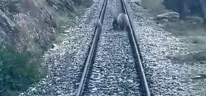 Tren yoluna çıkan ayılar panikle kaçıştı