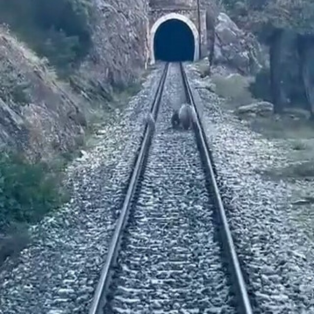 Tren yoluna çıkan ayılar panikle kaçıştı
