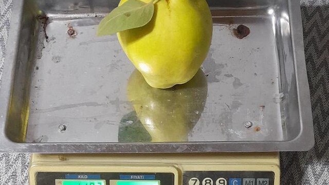 Dalların altın sarısı tartıyı zorladı