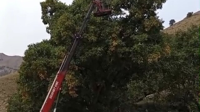 Doski Vadisi'nde vinçle ceviz hasadı yapıldı