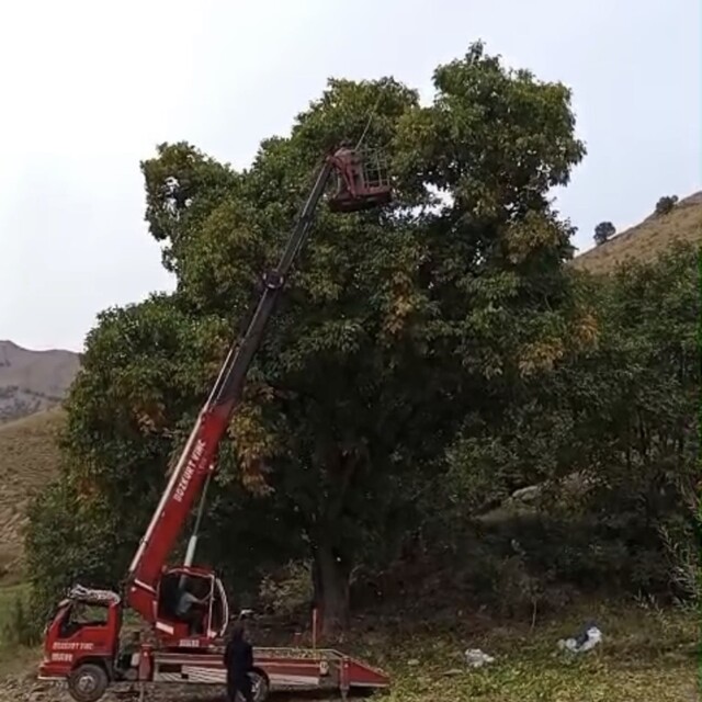 Doski Vadisi'nde vinçle ceviz hasadı yapıldı