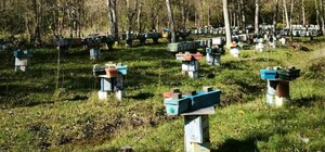 Arılı Kovan Destekleme başvurularında son 5 gün