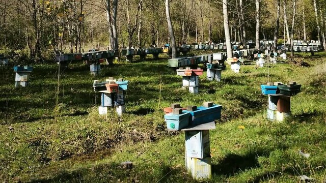 Arılı Kovan Destekleme başvurularında son 5 gün