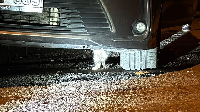 Karabük'te aracın altına sıkışan kedi itfaiye ekiplerince kurtarıldı