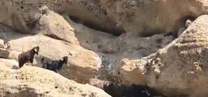 Tunceli’de 70 metre yükseklikte mahsur kalan keçiler kurtarıldı