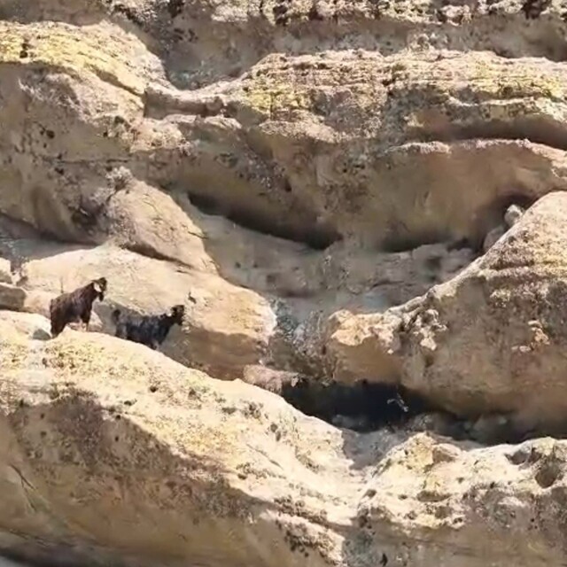 Tunceli'de 70 metre yükseklikte mahsur kalan keçiler kurtarıldı