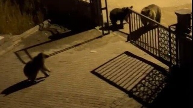 Kars'ta vatandaşın ayıya ile güldüren tepkisi: "Ne buldun da yiyorsun"