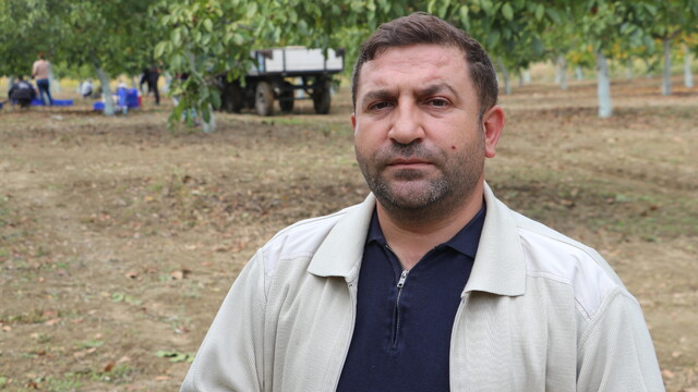 Tekirdağ'da ceviz hasadı başladı, 6,5 ton ürün bekleniyor