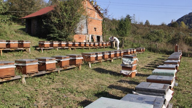 Galeri