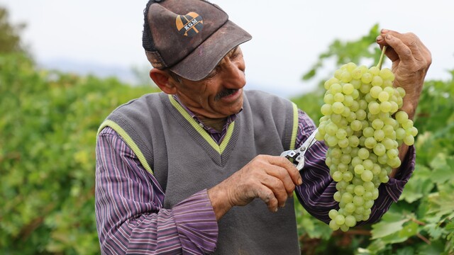 Tescilli üzümde hasat devam ediyor: 80 bin ton rekolte bekleniyor