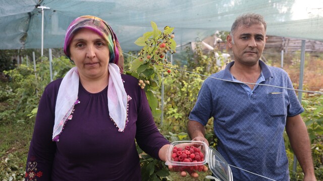 Saimbeyli'de ilk kez yetiştirdi, kilosunu 500 liradan satıyor
Saimbeyli'de ilk ahududu bahçesi meyvesini verdi