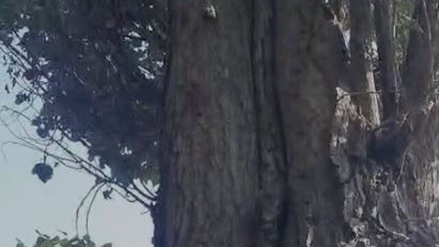 Elazığ'da sincapların ceviz toplama telaşına güldüren yorum: "Böyle iki sincap yetiştirsek bize ceviz toplarlar"