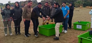 Tedavileri tamamlanan 4 caretta caretta denize bırakıldı
