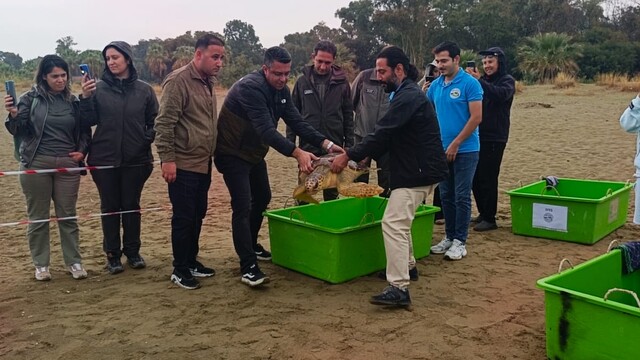 Tedavileri tamamlanan 4 caretta caretta denize bırakıldı