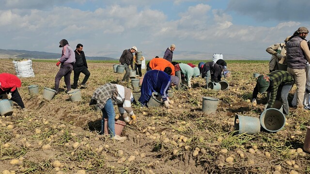 Adilcevaz'da patates tarlalarında ekmek mücadelesi: Mevsimlik işçilerin zorlu mesaisi