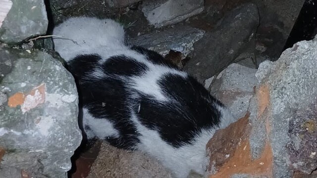 Zonguldak'ta enkazdan kurtarılan kedi tedavi altına alındı