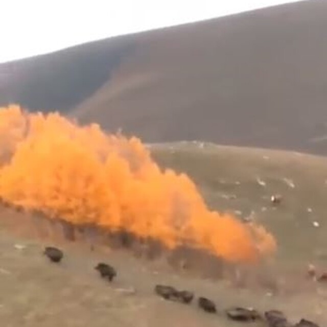 Domuz sürüsü büyükbaş hayvanların yakınında görüntülendi