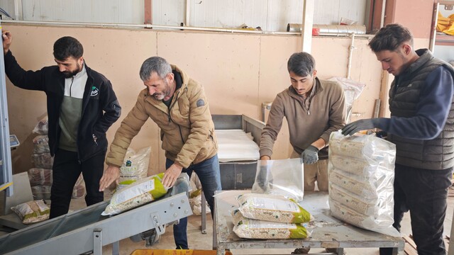 Bitlis, tohumluk kuru fasulye üretiminde Türkiye birincisi
Bitlis, Türkiye'nin yemeklik kuru fasulyesinin yüzde 15'ini, tohumluk kuru fasulyesinin ise yüzde 75'ini karşılıyor