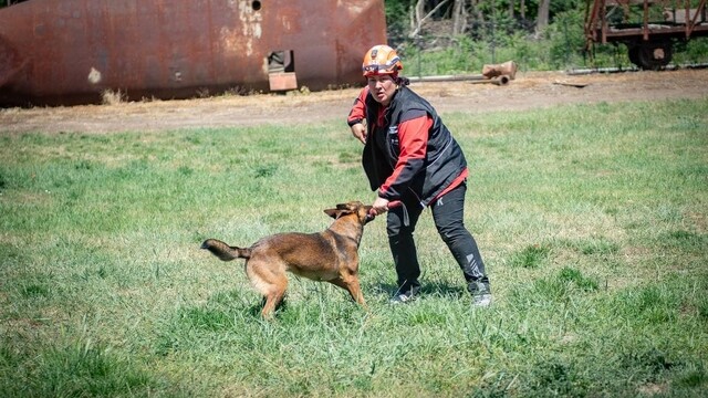 Muğla'nın arama kurtarma köpekleri Tayga ve Foxy görev yeterlilik sınavını geçti