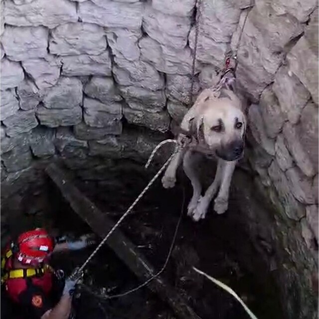 Nevşehir'de kuyuya düşen 2 köpek kurtarıldı