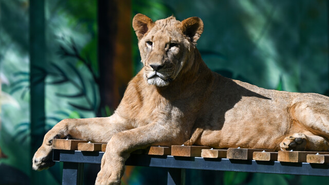 Galeri