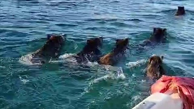 Balıkçılara barajda domuz sürprizi