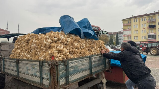 Taşköprü sarımsağı pazarda 20 ile 150 lira arasında alıcı buluyor