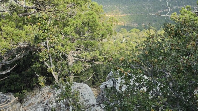 Mersin'de kayıp olarak aranan kadın çalılık alanda ölü bulundu