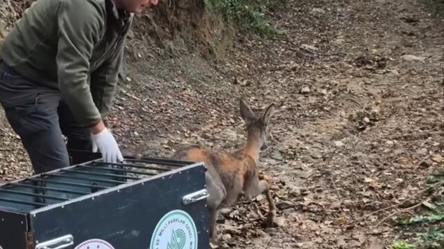Tedavisi tamamlanan karaca doğal yaşam alanına salındı