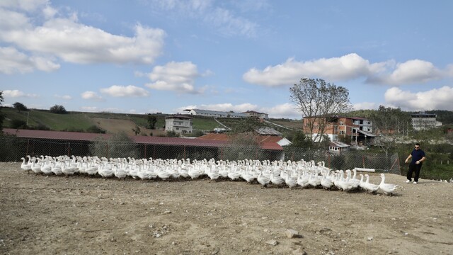 Galeri