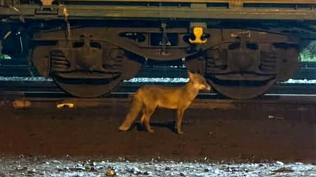 Muratlı'da tilki hareketliliği: Tren istasyonu yakınında görüldü