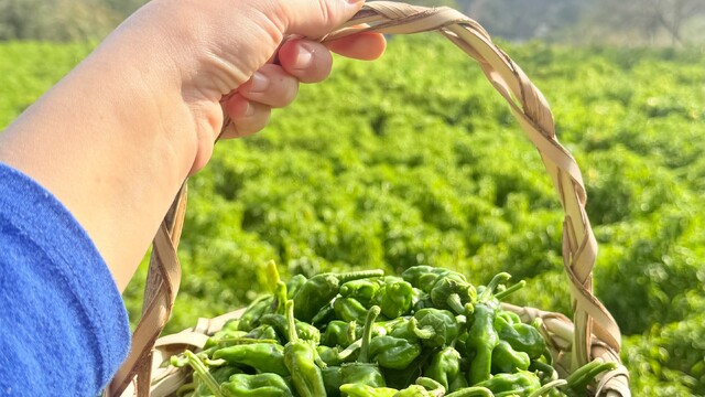 Coğrafi tescilli Çermik biberinde son hasat dönemi