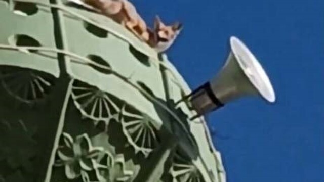 Kuşların peşine takılan tilki minareye çıktı
