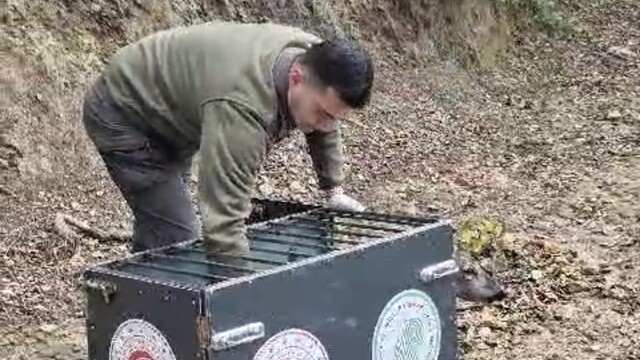 Otomobilin çarptığı karaca, tedavisi sonrası doğaya bırakıldı