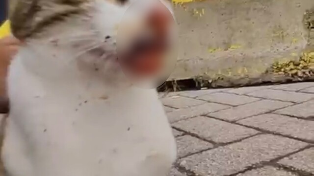 Balıkçı malzemeleri kediyi yaraladı
Sahilde acı içinde kıvranan kediyi oradan geçen şahıs fark edip kurtardı