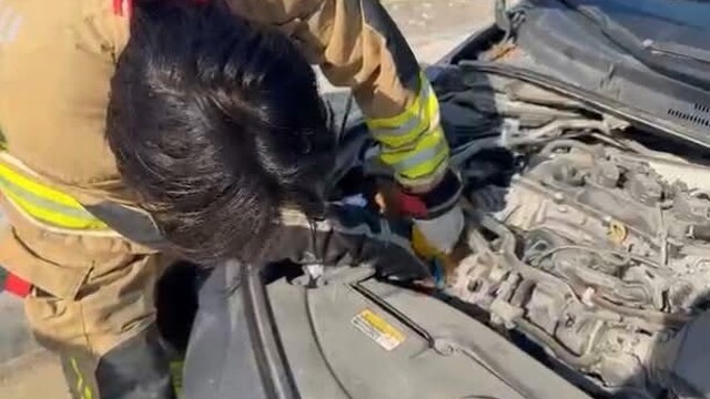 Hatay'da mahsur kalan hayvanlar kurtarıldı