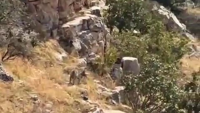 Batman'da nesli tehlike altında bulunan çizgili sırtlan görüntülendi