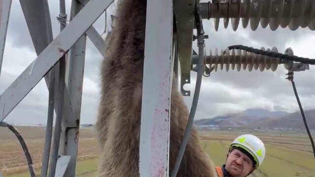 Erzurum'da elektrik direğine çıkan yavru bozayı akıma kapılarak telef oldu