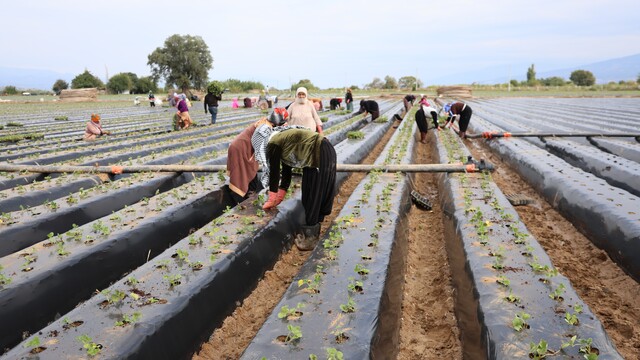 Aydın'da çilek üreticisi yeni sezon dikimlerine başladı
