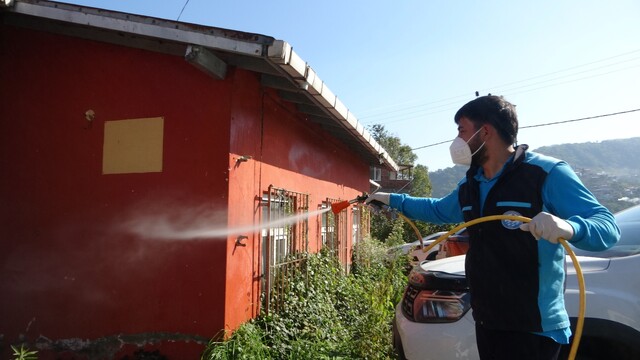 Trabzon'da kokarcaya karşı seferberlik sonuç veriyor, kokarca popülasyonu azalıyor