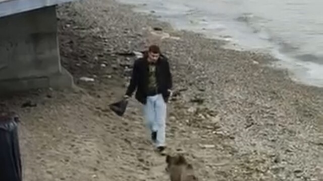 Bursa'da aç kalan domuz Mudanya sahiline indi