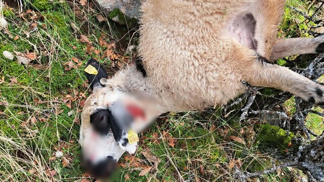 Tunceli'de kurt saldırısı: 14 koyun telef oldu