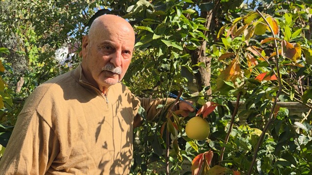 Ağaç kavununa benzeyen pomelo Karadeniz'de meyve verdi
Emekli öğretmenden sıra dışı üretim: 200 çeşit meyve yetiştirdi