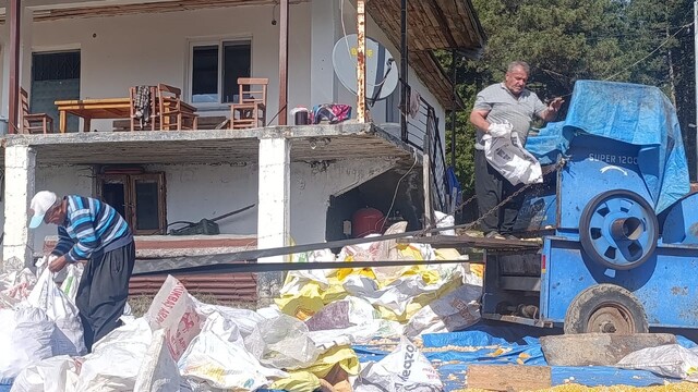 Andırın'da yerli mısır hasadı, Patosta çekilen mahsul güneşte kurutuluyor