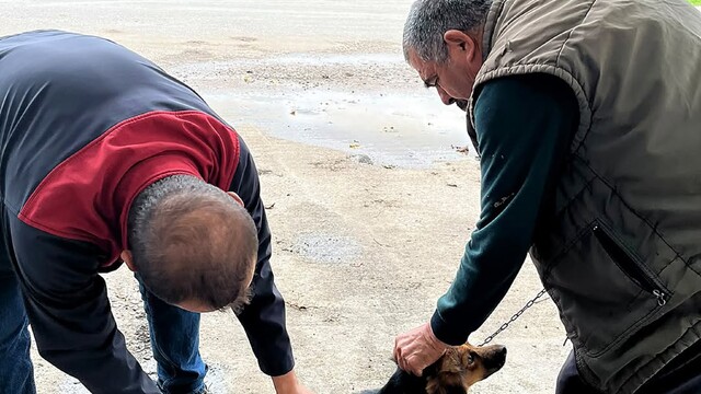 Ortaca'da kedi ve köpeklere kuduz aşısı