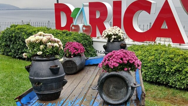 Darıca'da yeşil alanlar mevsimlik çiçeklerle renkleniyor