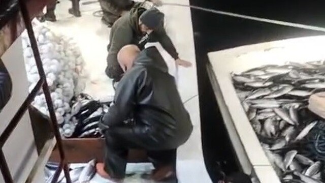 5 bin palamut tekneye sığmadı, yardıma başka tekne geldi