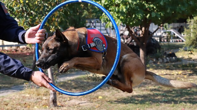 Iğdır'ın bomba arama köpeği Çakıl, Nevşehir'de birinci oldu